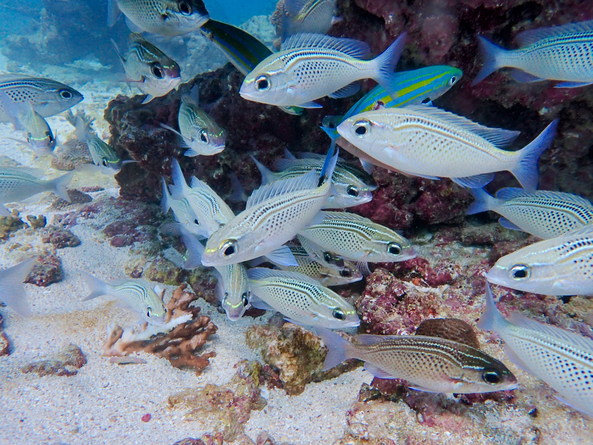 Arabian Monocle Bream photo 6