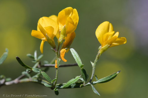 Winged Broom (Genista delphinensis)