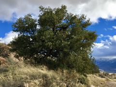 Quercus oblongifolia