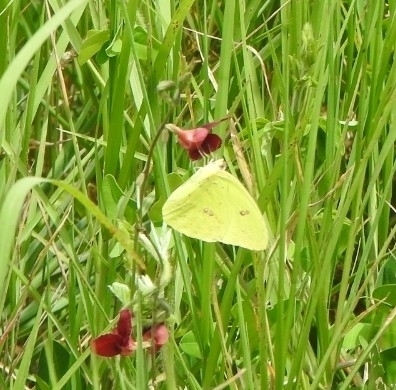 Cloudless sulphur
