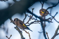 Carduelis carduelis