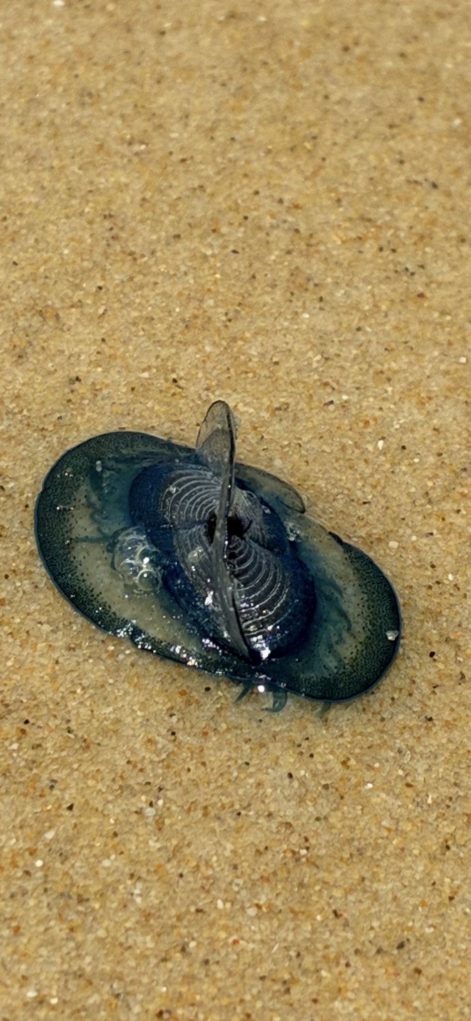 Velella velella (Linnaeus, 1758)