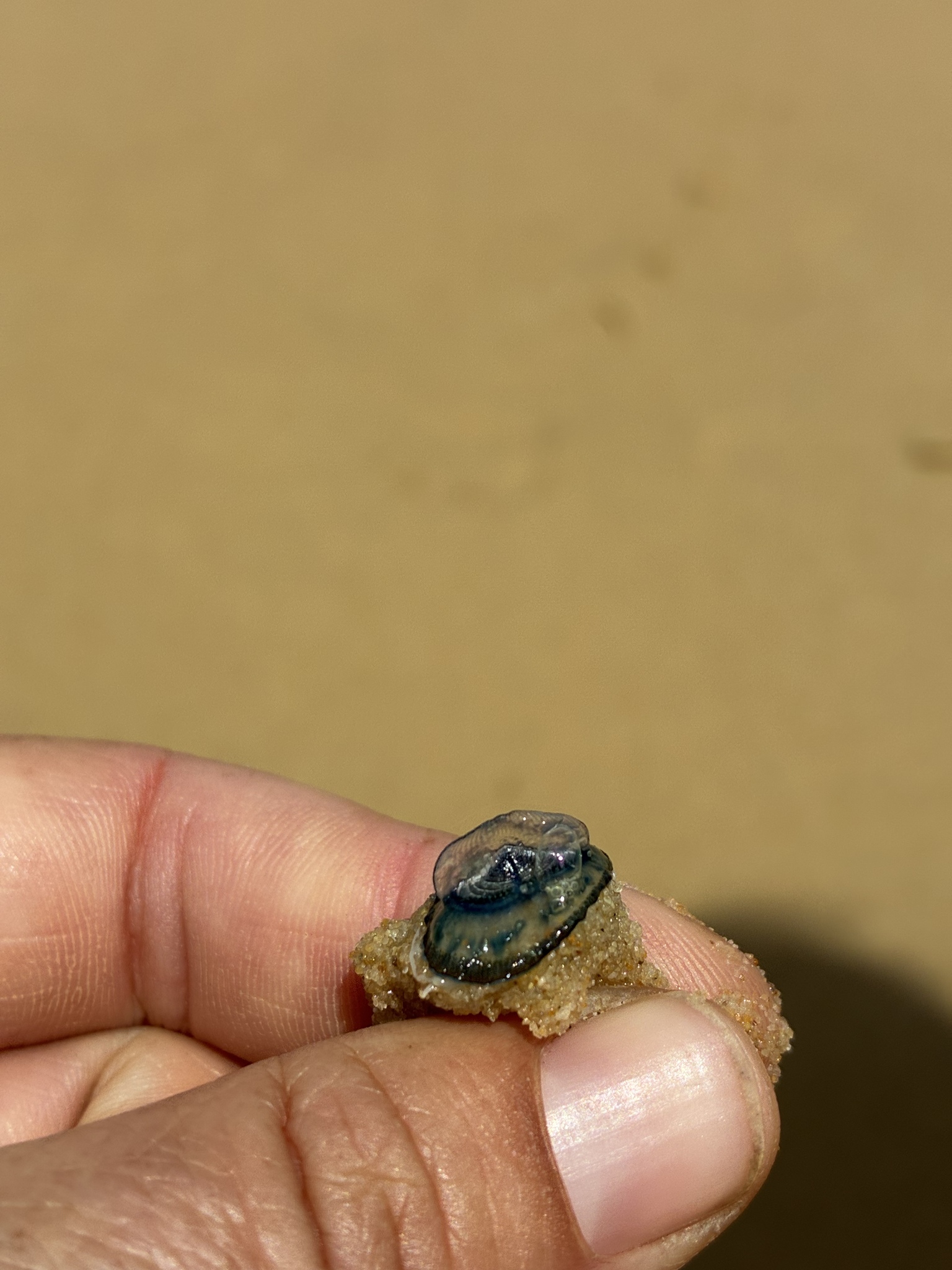 Velella velella (Linnaeus, 1758)