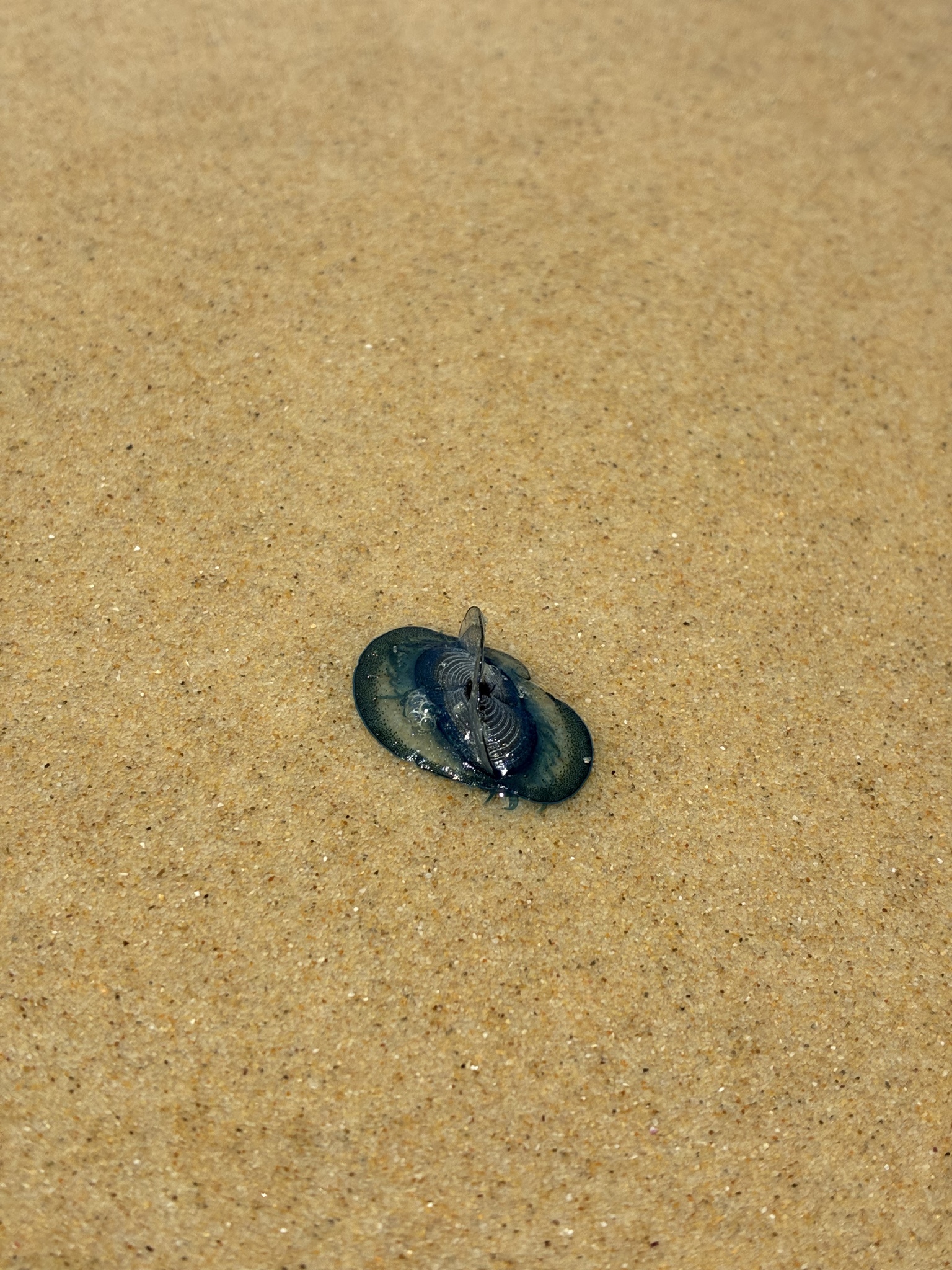 Velella velella (Linnaeus, 1758)