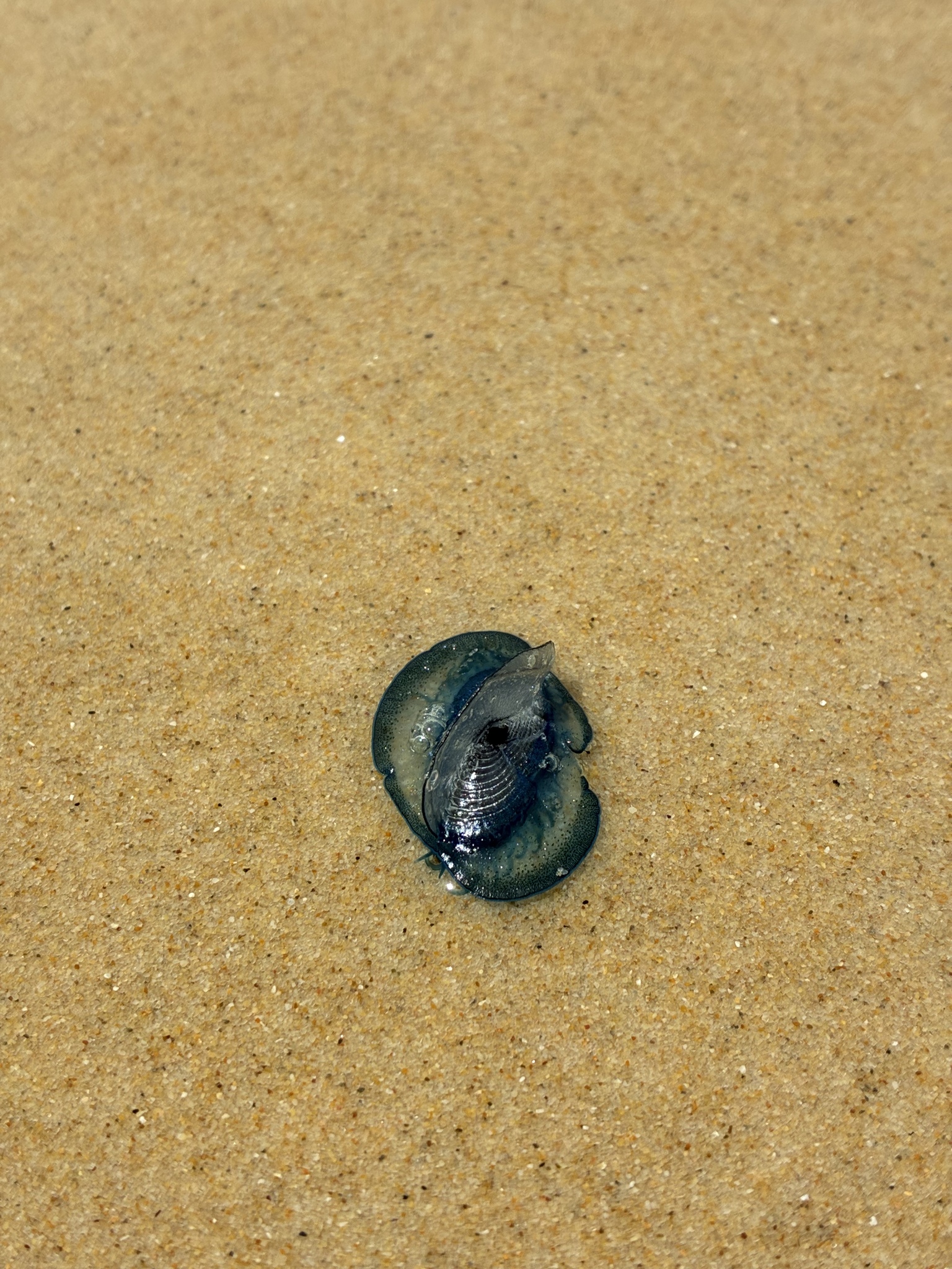 Velella velella (Linnaeus, 1758)