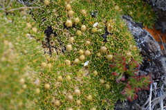 Thylacospermum caespitosum