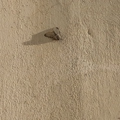 Lycia florentina