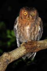 Otus rutilus rutilus