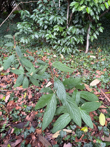 Leatherleaf arrowwood (Viburnum rhytidophyllum)