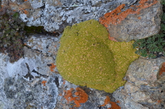 Thylacospermum caespitosum
