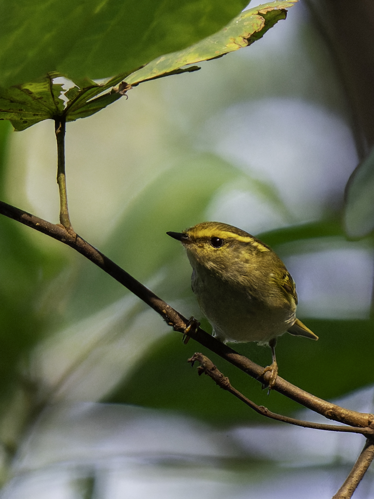 Pallas's Leaf Warbler (Phylloscopus proregulus), photo 1
