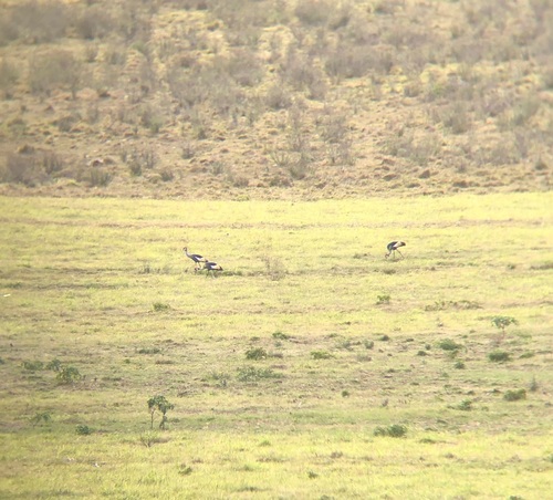 iNaturalist: (c) murraykeeton, some rights reserved (CC BY-NC) iNaturalist image