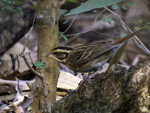 Tristram's Bunting (Emberiza tristrami)