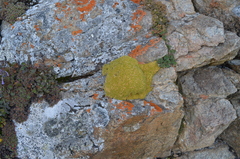 Thylacospermum caespitosum