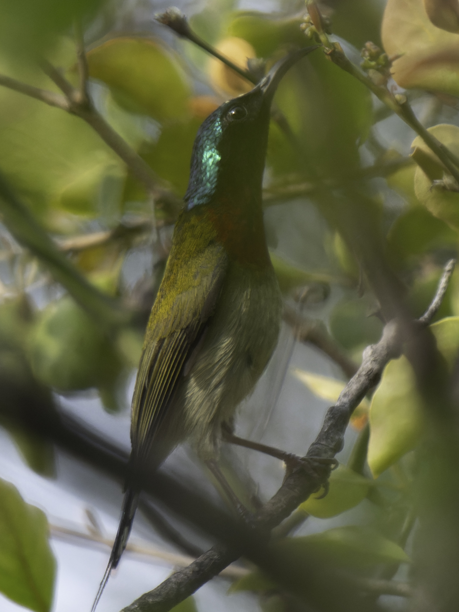 Fork-tailed Sunbird (Aethopyga christinae), photo 2