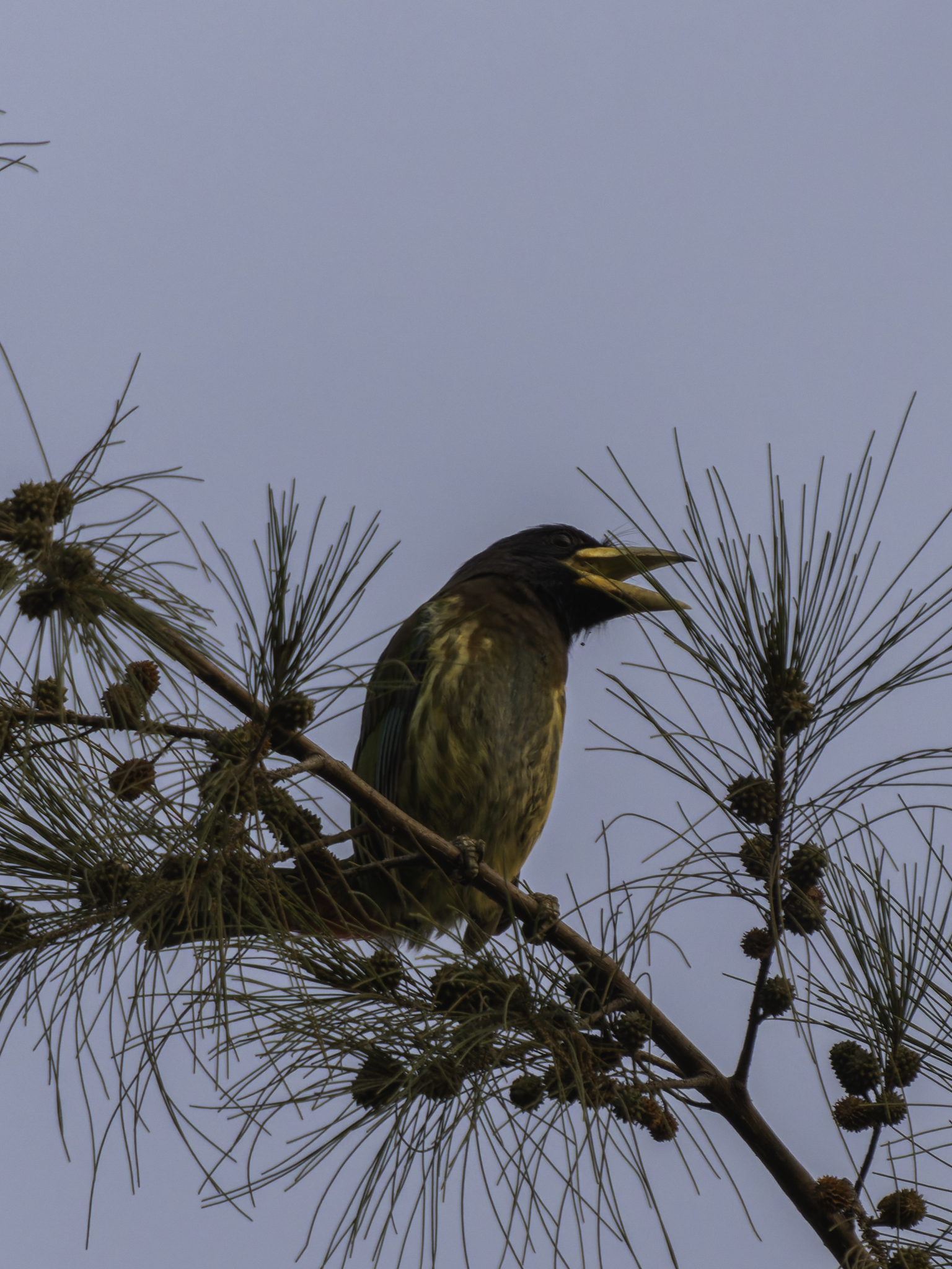 Great Barbet (Psilopogon virens), photo 1