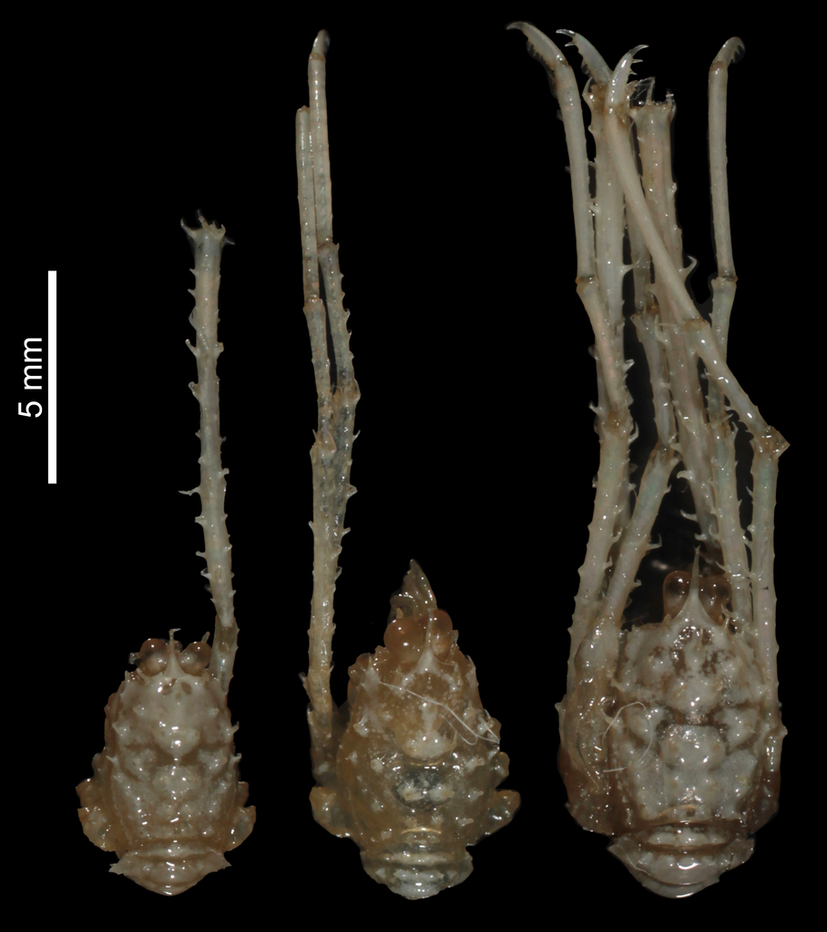 splendid yeti squat lobster