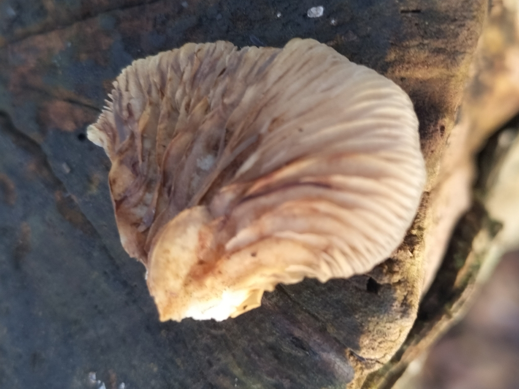 Crepidotus mollis · January 2026 · photo: © lbcp2020 (iNaturalist, cc0)