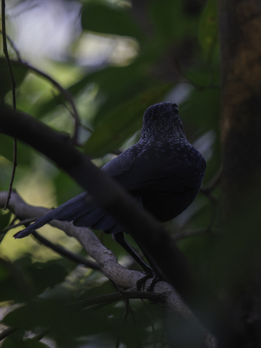 Blue Whistling Thrush (Myophonus caeruleus), photo 1