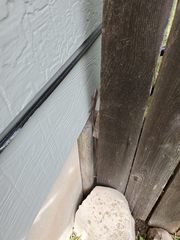 Anolis carolinensis
