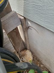 Anolis carolinensis