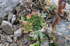 Saxifraga macrocalyx
