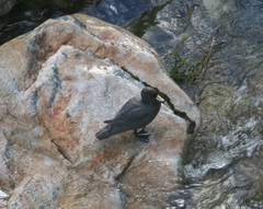 Hymenolaimus malacorhynchos