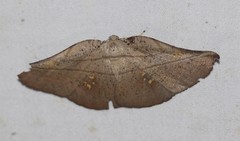 Xenomusa metallica