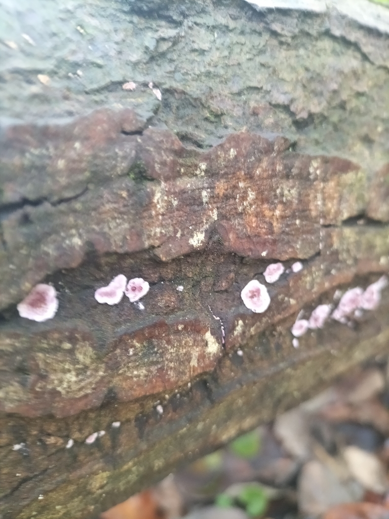 Chondrostereum purpureum · January 2026 · photo: © lbcp2020 (iNaturalist, cc0)