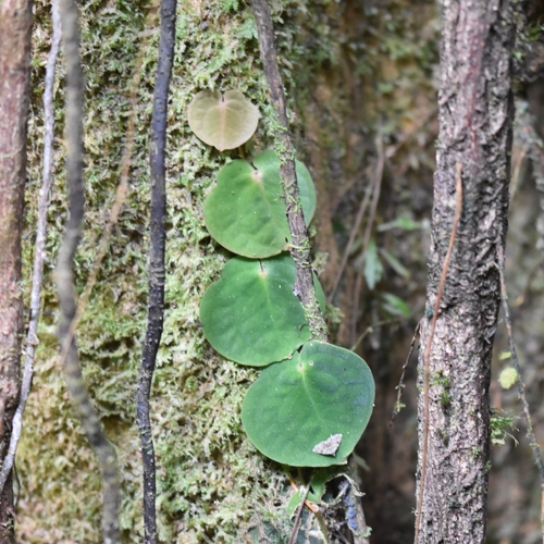 Culcasia rotundifolia