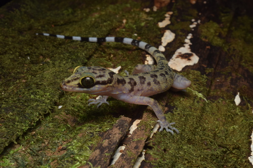 Cyrtodactylus papuensis