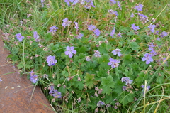 Geranium saxatile