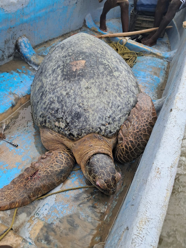 Green Sea Turtle