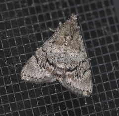 Enchesphora streptomela