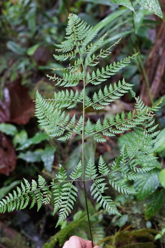 Parapolystichum excultum observed 2026-01-16