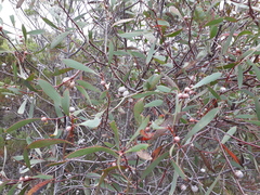 Hakea laurina