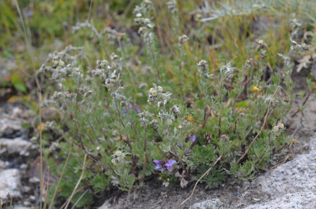 Artemisia aschurbajewii