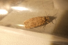 Agonopterix heracliana