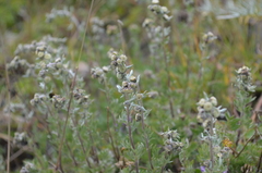 Artemisia aschurbajewii
