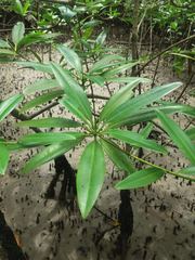 Pelliciera rhizophorae