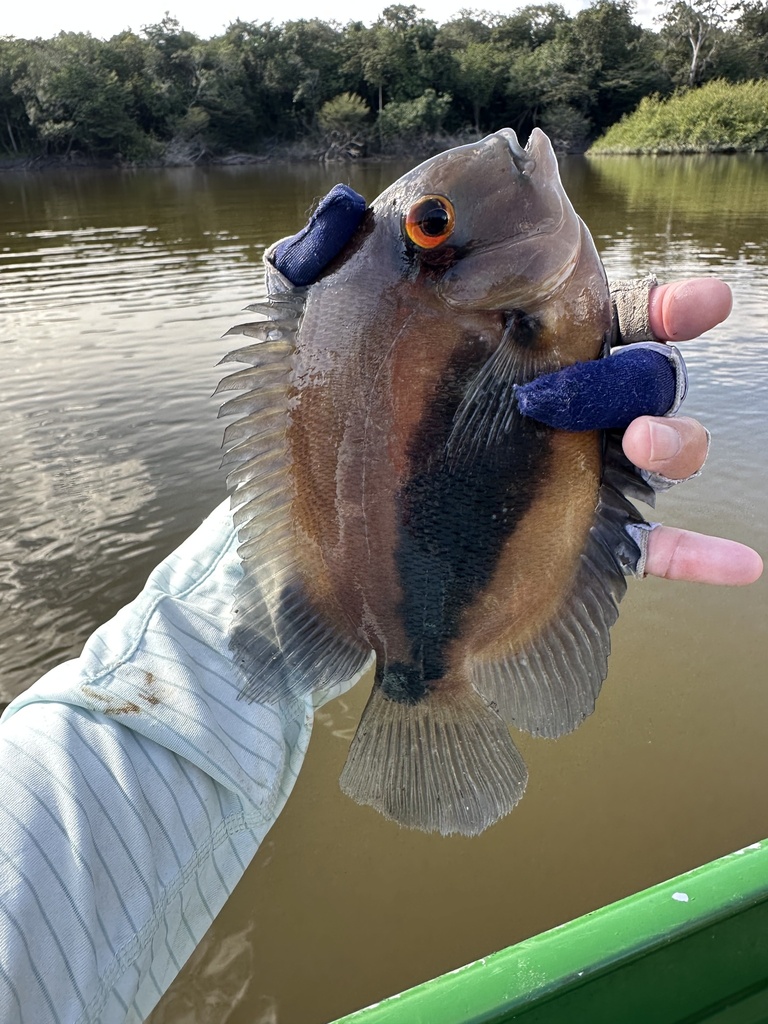 Uaru (Uaru amphiacanthoides) — Cichlidae
