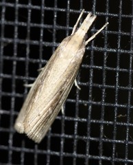 Calamotropha leptogrammellus