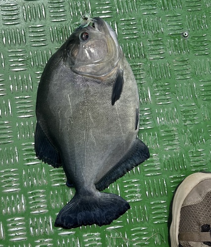 Black piranha (Serrasalmus rhombeus) — Serrasalmidae