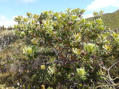 Banksia baxteri