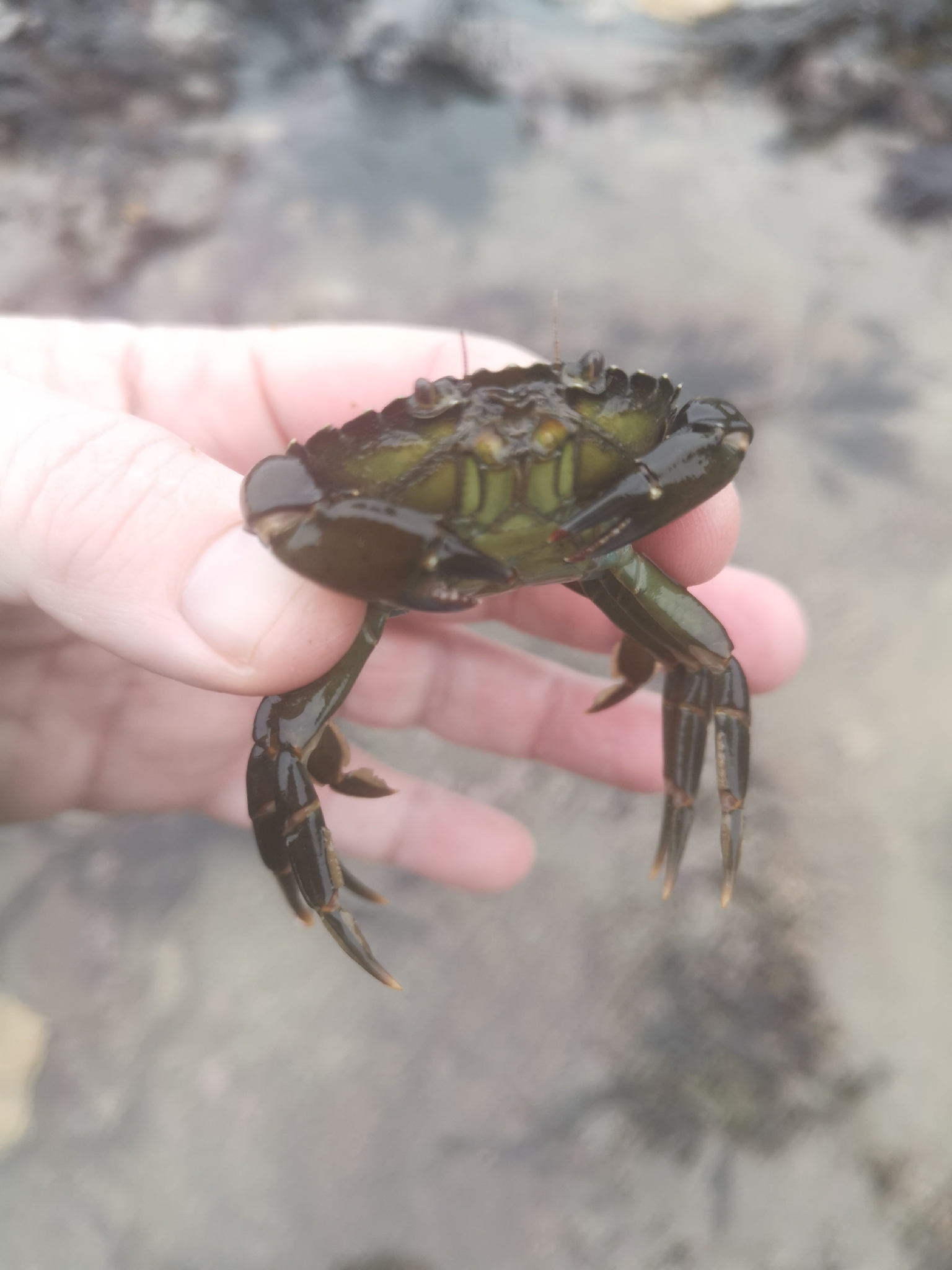 European green crab (Carcinus maenas (Linnaeus, 1758))