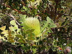 Banksia baxteri