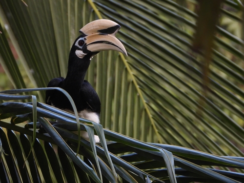 Oriental Pied Hornbill (Anthracoceros albirostris), photo 4