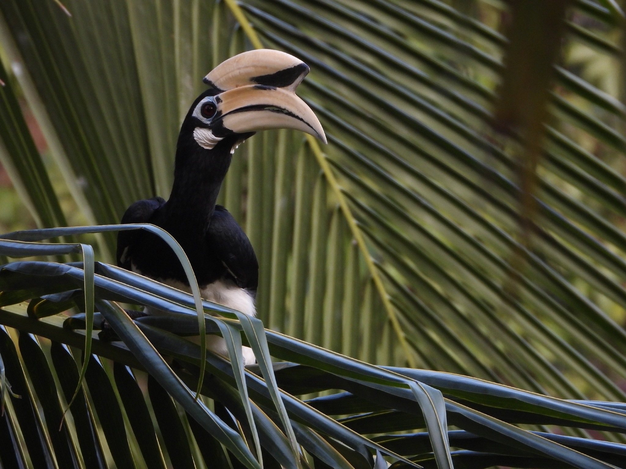 Oriental Pied Hornbill (Anthracoceros albirostris), photo 6
