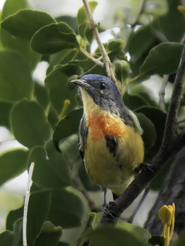 Fire-breasted Flowerpecker (Dicaeum ignipectus)