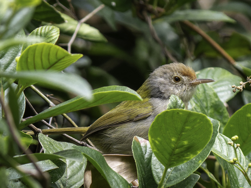 Common Tailorbird (Orthotomus sutorius), photo 3